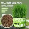 Maceta de hierba gatera fácil de plantar para perezosos, semillas de hierba gatera germinan rápido, maceta hidropónica para snacks y hierba gatera para gatos