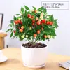 Plantas de pimiento de maceta multicolores con fruto, plántulas de planta de chile multicolores comestibles para plantar en balcón y jardín, plantas verdes para macetas de balcón