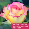 Mudas de Rosa, Mudas de Rosa de Yunnan em Vaso, Florescem o Ano Todo, Porta-enxerto Antigo, Plantas com Flores Perfumadas, Flores Grandes