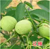 Venta Dropshipping de Plántulas de Nogal y Frutales para Plantar en el Norte y Sur, Plántulas de Pecana 8518 Injertadas de Planta Directa de Cáscara Delgada y Piel de Papel