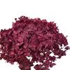 Anna Hydrangea Hydrangea Hydrangea Flor eterna flutuante Flor seca Decoração para casa Fábrica de Yunnan Atacado Frete grátis