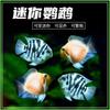 Peces ornamentales tropicales pez loro azul mini pez vivo peces de agua dulce para acuario piscifactoría al por mayor en grandes cantidades