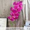 9 Piezas de Película Phalaenopsis Flores Artificiales Simuladas Flores de Seda Auditorio de Bodas Fila de Flores Decoración Floral Adornos de Sala de Estar de Alta Gama