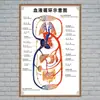 Estructura Promocional Diagrama Sistema Diagrama Esquemático Anatomía Médica Órganos Humanos Cartel de Pared Corazón Órganos Internos Hospital Cuerpo Humano