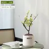 Wanfang Coroa da Longevidade Flor Begônia em Vaso Resistente ao Frio Seda de Jade Colorida Muda de Jardim Velho Tronco Flor de Bonsai Planta Anã