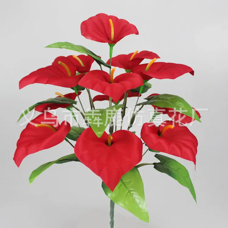 12头马蹄莲01