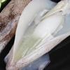 Venta al por mayor de fábrica Congelado Puro Océano Semilla Entera Congelado Fresco Pescado de Semilla Negra Congelado Fresco Pescado Tubo de Pluma Congelado Liebre de Mar Congelada Calamar Congelado
