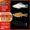 Guppies de Raça Pura, Peixes Ornamentais de Água Doce Pequenos, Peixes Tropicais Fáceis de Criar, Peixes Vivos, Peixes Limpadores, Kinguios Zebra, Peixes Pequenos, Alevinos