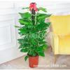 Plantas en maceta de Rábano Verde Columna se colocan en interiores en salas de estar de hoja perenne, macetas grandes de cestos verdes, plantas verdes de hojas grandes y plantas de oficina que son fáciles de cultivar plantas de follaje
