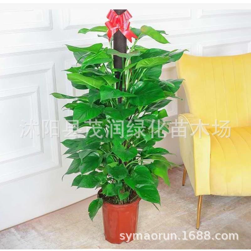 绿萝09JPG