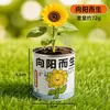 Caixa Surpresa de Planta em Vaso para Jardim de Infância Sementes de Flores de Plantas Infantis Decorações de Plantas Verdes para Desktop Pequenos Presentes Criativos Venda por Atacado