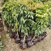 Venda Direta da Base Mudas de Lichia Autênticas para Quintal Lichia Sem Caroço Enxertada Mudas de Lichia Feizixiao Mudas de Frutas