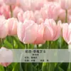 Bulbos de Tulipa para Venda no Atacado, Variedade de Pétala Simples, 1 Bulbo por Pacote, Bulbos de 5 Graus, Plantas de Flores de Interior em Vasos, Floresce o Ano Todo, Fácil de Cuidar