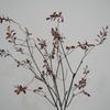 Planta artificial de alta qualidade galhos secos folhas de chuva de primavera folhas de outono pinceladas à mão galhos longos cipós secos decoração macia janela paisagem floral