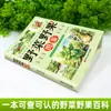 Guía Ilustrada para Identificar Verduras y Bayas y Sus Usos Medicinales: Un Libro sobre los Tipos y Beneficios de las Verduras y Bayas Silvestres para la Recolección al Aire Libre