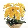 Las plántulas de Phalaenopsis son fáciles de cultivar en todas las estaciones. Plantas Verdes y Flores en Maceta para Balcón de Oficina en Interiores Fáciles de Cultivar