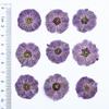 Flores Prensadas de Flor de Ciruelo, Flores Reales, Flores Prensadas para Enseñanza Infantil, Materiales de Espécimen Vegetal, Flores Prensadas para Resina, Funda de Teléfono