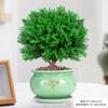 Evergreen Interior Balcón Patio Escarcha Plantas En Maceta Son Fáciles de Mantener y Viven en Escritorio Bonsái Verde Plantas Verdes Pinos
