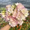 Bulbos de aliso de doble flor, fresia, semillas de nardo para balcón, plantas perennes para interiores y exteriores.