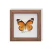 Especimen de Mariposa Real, Especimen de Insecto, Especimen Real en Marco de Vidrio, Decoración para el Hogar de Libélula, Decoración de Regalo de Cumpleaños
