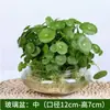 Hierba de Dinero Cultivo Hidropónico en Tierra Planta Viva Purificadora de Aire Interior Oficina Escritorio Maceta Flor Perenne Todo el Año