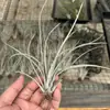 Venda Direta da Fábrica Orquídea do Ar Planta Aérea Planta Sem Solo Vermelho Amarelo Verde Elfo Barba de Velho Medusa Atacado