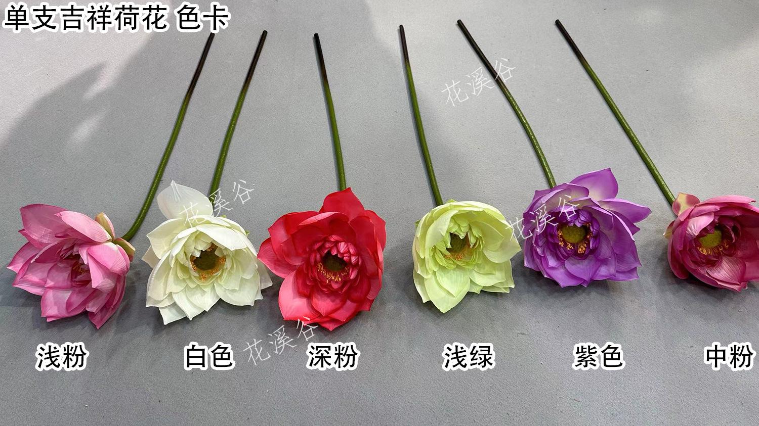 单支吉祥荷花 色卡 花溪谷.jpg