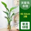 Las Plantas Hidropónicas Ave del Paraíso Son Fáciles de Cultivar y Viven en Todas las Estaciones. Sala de Estar Planta Verde Plantas en Maceta en la Oficina Escritorio Florales Strelitzia Reginae