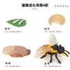 Juguete modelo de animal insecto abeja abejorro espécimen de plástico avispa educación infantil regalo cognitivo