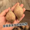 Matéria-prima de Caroço de Oliva Indonésio para Escultura, Pulseiras para Homens e Mulheres, Caroço Grande e Gordo, Caroço Perfeitamente Redondo, Caroço Grande e Cheio, Semente Original