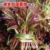 Sementes de Toona sinensis de óleo vermelho têm bom sabor e são perfumadas atacado a granel quatro estações de crescimento rápido mudas de Toona sinensis sementes fáceis de cultivar vegetais vivos