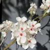 Novos Enfeites de Arte de Flor de Cerejeira Simulada Flor de Pera Casamento Casa Props de Fotografia Meichen com Flores Artificiais Lote Transfronteiriço