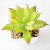 Suculenta Simulada Cabeza de Flor de Suculenta Simulada Bonsái Simulado Accesorios DIY Fabricante Set de Cabezas de Flor de Suculenta de Color Personalizado