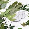 Pacote Combinado de 12 Folhas Verdes Pacote de Material de Folha Espécime de Folha Real Material de Planta com Flor Marcador de Página Folha DIY