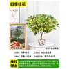Plántulas de Osmanthus, Árboles Grandes, Osmanthus Todo el Año, Osmanthus Dorado, Plantas en Maceta de Osmanthus Rojo Número Uno, Plantación en Suelo de Patio Exterior, Árboles Preciosos, Fáciles de Cultivar
