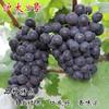 Dropshipping Patio Extra Grande Sunshine Rose Uva Plantón Jufeng Planta en Maceta Plantación Norte-Sur Plantación en el Suelo Plantación Resistente al Frío Escalada