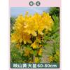 Dropshipping de plantones de azalea de doble temporada que florecen el mismo año, plantones de rododendro plantados en el sur y el norte, resistentes al frío y a las heladas.