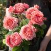 Balcón de Jugo Planta en Maceta Rosa con Capullos Florece Todo el Año Flor de Rosa Rosales Fáciles de Cultivar con Aroma Frutal