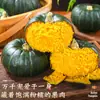 Abóbora Beibei Castanha Abóbora Pequena 5kg Fresca Huie Japonesa Não. 1 Suplemento Alimentar em Pó para Bebês Abóbora Doce Velha Legumes