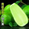 Semilla de Perfume de Guangdong Limón Verde Sin Semillas Fresco de Hainán Fruta Fresca Recién Cogida Limón Verde Pequeño de Piel Fina Tienda de Té con Leche 9