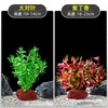 Plantas de Acuario, Decoraciones de Paisajismo con Césped Real, Plantas Aptas para Principiantes, Crisantemo Verde Ciempiés, Plantas de Sombra, Piedra Volcánica, Plantas Verdes Purificadoras de Agua