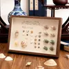 Marco de Fotos Hecho a Mano DIY Marco Hueco Estéreo para Especímenes Colección de Conchas Piedras Flores Secas Conservación Exhibición Marco de Fotos