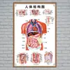 Estructura Promocional Diagrama Sistema Diagrama Esquemático Anatomía Médica Órganos Humanos Cartel de Pared Corazón Órganos Internos Hospital Cuerpo Humano
