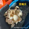 Caracola de Panadero al por mayor en stock para Decoración de Acuario, Diseño de Micro-Paisaje, Accesorios de Caracola para Conchas Hechas a Mano DIY