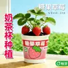 Plantación Infantil de Semillas de Flores Pequeñas en Maceta, Plantas de Jardinería en Maceta Mini Lindas, Regalo DIY para Niños en el Día del Niño