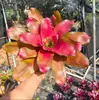 Paquete Combinado de Bromelias Set Grande Mediano Pequeño Madera Flotante de Selva Paisajismo Acuático Micro Paisaje Planta de Aire Otro