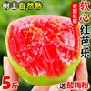 Guayaba Roja Fresca, De Temporada, Guayaba Roja Suave y Pegajosa, Bajo en Azúcar, Guayaba Cremosa, Caja Completa, Envío Gratis