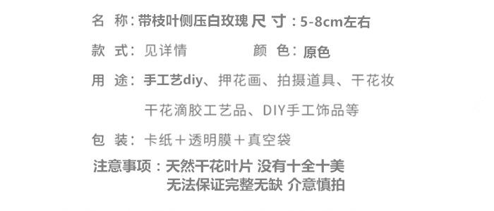 带枝叶侧压白玫瑰.png