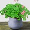 Plántulas de Flor de Oxalis de Hoja Morada, Bulbos de Trébol de Hoja Verde, Hierba Frita, Mariposa Morada, Plantas de Follaje para Balcón Interior y Patio