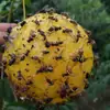Armadilha de Mosca Bola Transfronteiriça, Armadilha de Mosca da Fruta Tamanho Cítrico Bola, Bola Pegajosa para Insetos de Árvore Frutífera de Melão, Bola Armadilha de Insetos, Bola para Mosca da Fruta